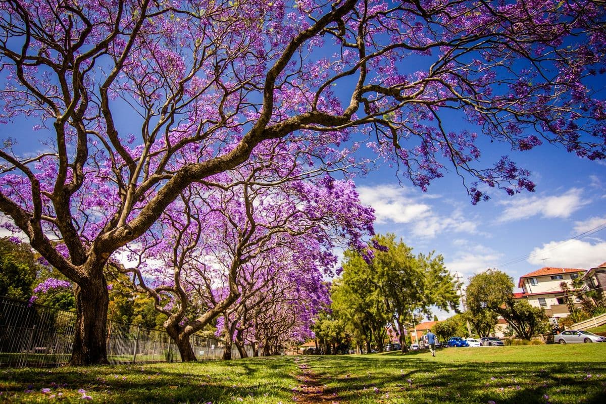 Jacaranda trees in bloom over a park path.